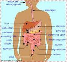 Diagram - Digestive System