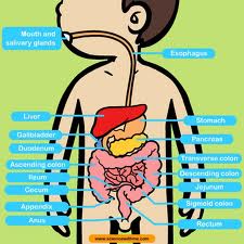 Functions - Digestive System